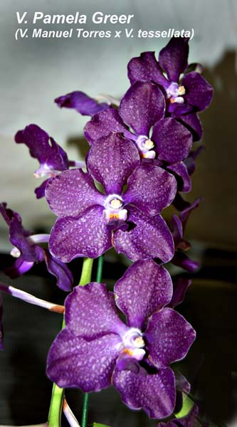 V. Pamela Greer (V. Manuel Torres x V. tessellata)_3502