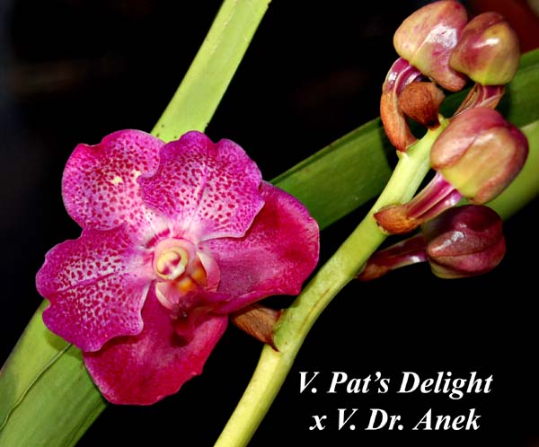 V. Pats Delight   x V. Dr. Anek_2494