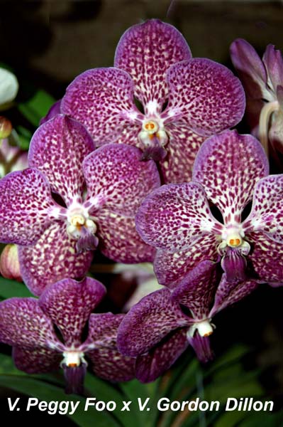 V. Peggy Foo x V. Gordon Dillon_4407