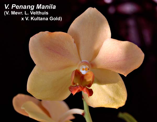 V. Penang Manila (V. Mevr. L. Velthuis x V. Kultana Gold)_5516