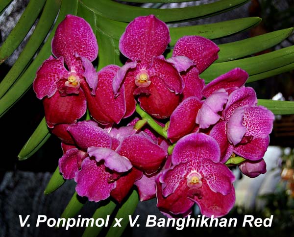 V. Ponpimol x V. Banghikhan Red_2021