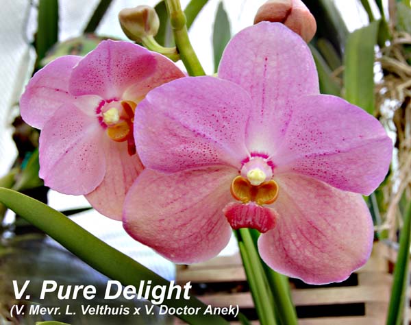 V. Pure Delight (V. Mevr. L. Velthuis x V. Doctor Anek)_0986