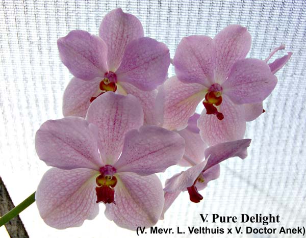 V. Pure Delight_8468