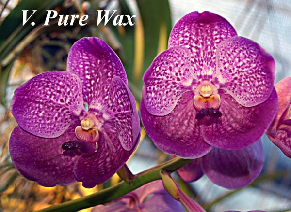 V. Pure Wax_7240