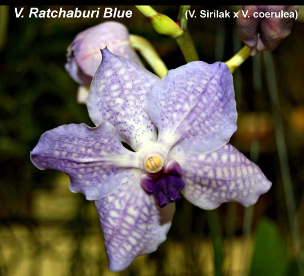 V. Ratchaburi Blue (V. Sirilak x V. coerulea)_6623