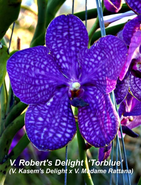 V. Roberts Delight  _4195