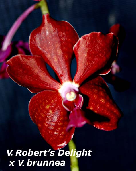 V. Roberts Delight  x V brunnea_8716