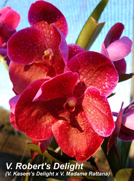 V. Roberts Delight (V. Kasems Delight x V. Madame Rattana)_0248