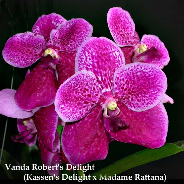 V. Roberts Delight Red (Kassens Delight x Madame Rattana) 1643