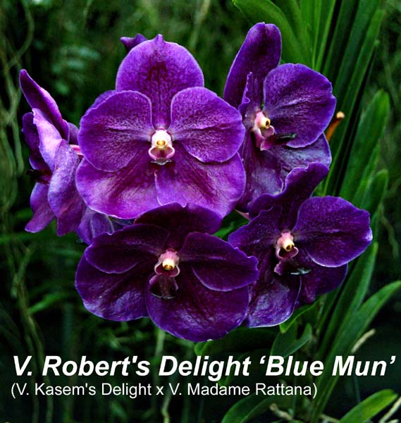 V. Roberts Delight _1369