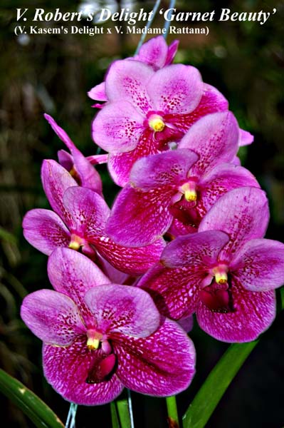 V. Roberts Delight _Garnet Beauty_5199