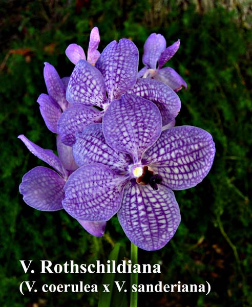 V. Rothschildiana (V. coerulea x V. sanderiana)_4461