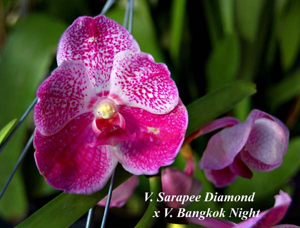 V. Sarapee Diamond   x V. Bangkok Night_4886