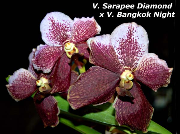 V. Sarapee Diamond x V. Bangkok Night_6339