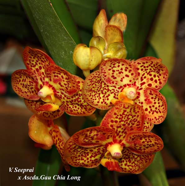 V. Seeprai x Ascda Gau Chia Long_5179