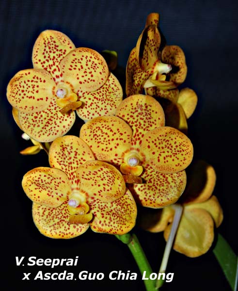 V. Seeprai x Ascda Guo Chia Long_8722