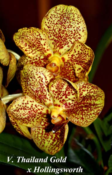 V. Thailand Gold x Hollingswor_5484
