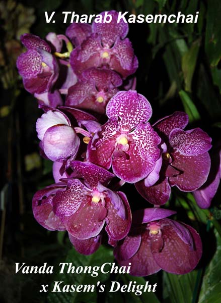 V. Tharab Kasemchai  (V. ThongChai x Kasems Delight)_9651
