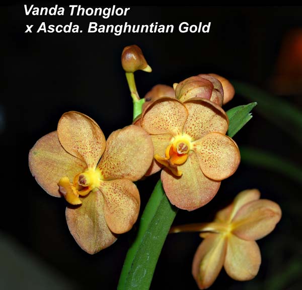 V. Thonglor  x Ascda. Banghuntian Gold_3404