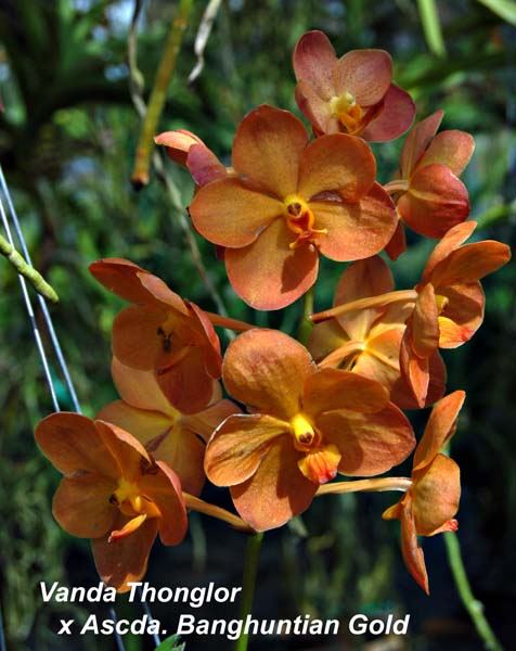 V. Thonglor x Ascda. Banghuntian Gold_3015