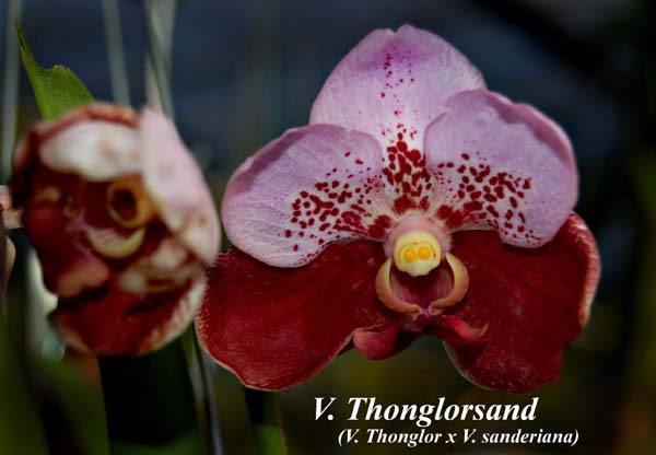 V. Thonglor x V. sanderiana_2804