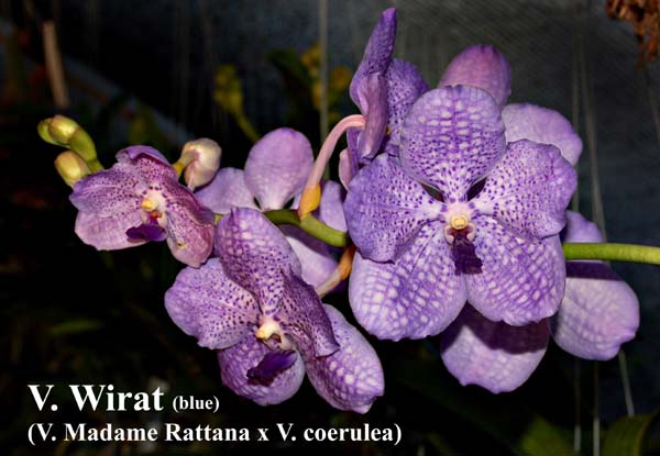 V. Wirat (V. Madame Rattana x V. coerulea)_5005