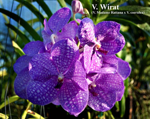 V. Wirat (V. Madame Rattana x V. coerulea)_6220