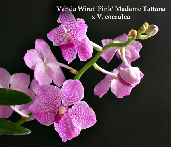 V. Wiret x V. coerulea 1718