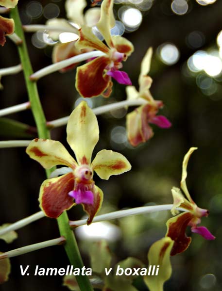 V. lamellata v boxalli_8200