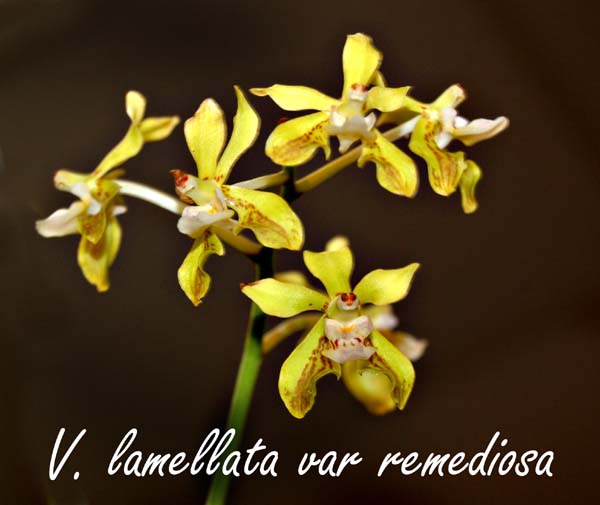 V. lamellata var remediosa_7298