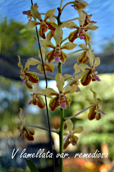V. lamellata var. remediosa_4767