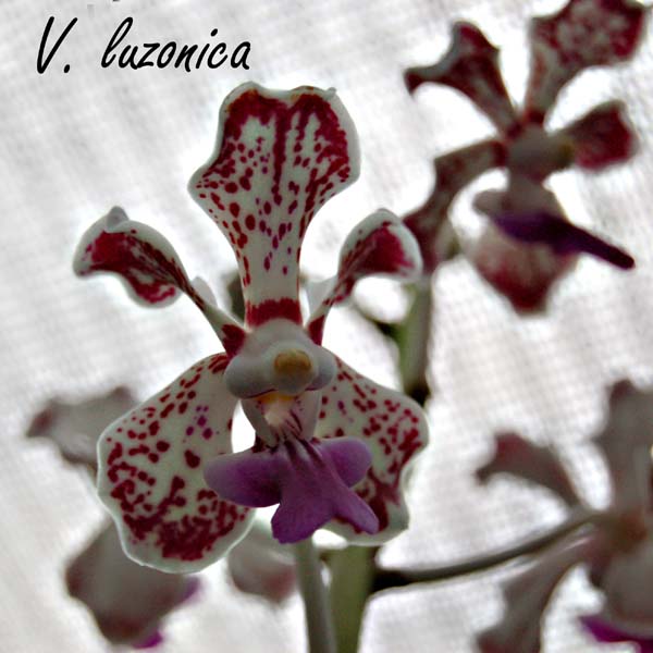V. luzonica_8698