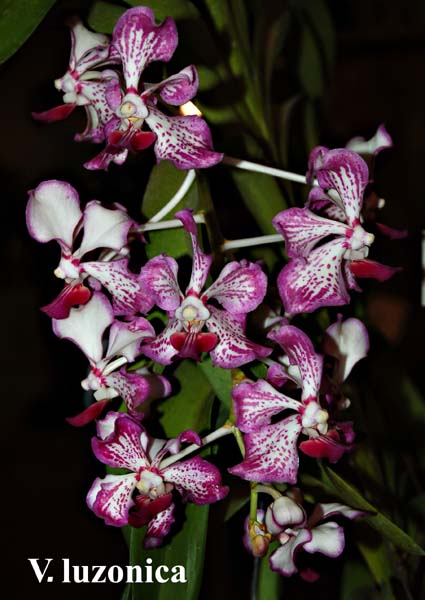 V. luzonica_9904