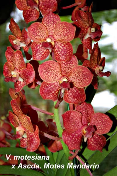 V. motesiana  x Ascda. Motes Mandarin_3517
