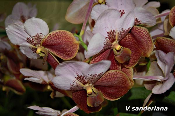 V. sanderiana (pink)_4391