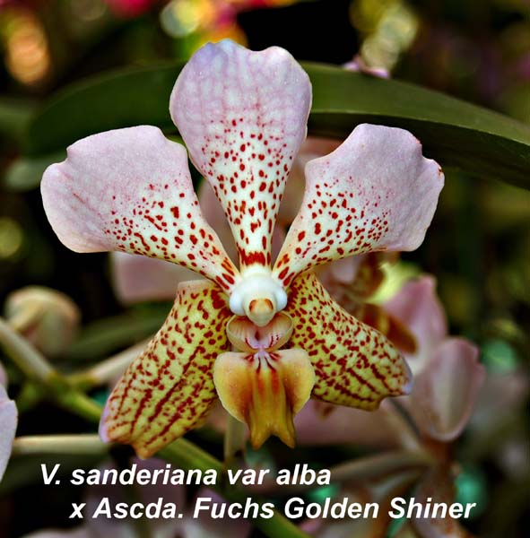 V. sanderiana var alba x Ascda. Fuchs Golden Shiner_3604