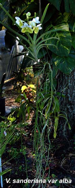 V. sanderiana var alba_1406