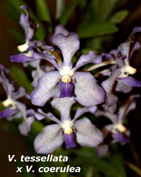 V. tessellata  x V. coerulea_6677