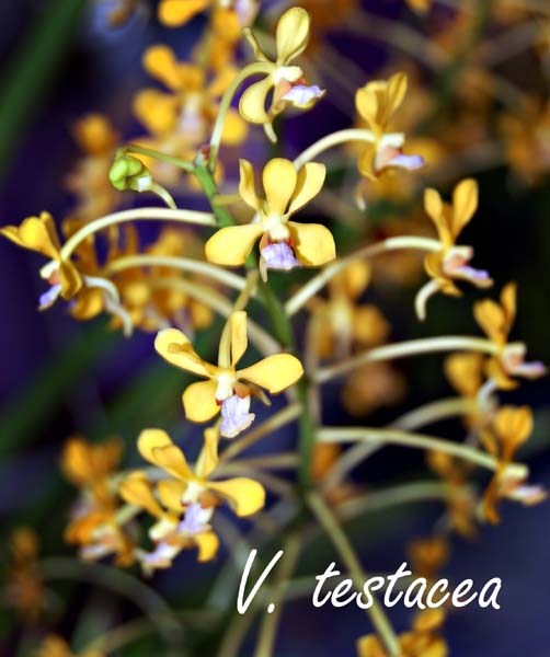 V. testacea_6047
