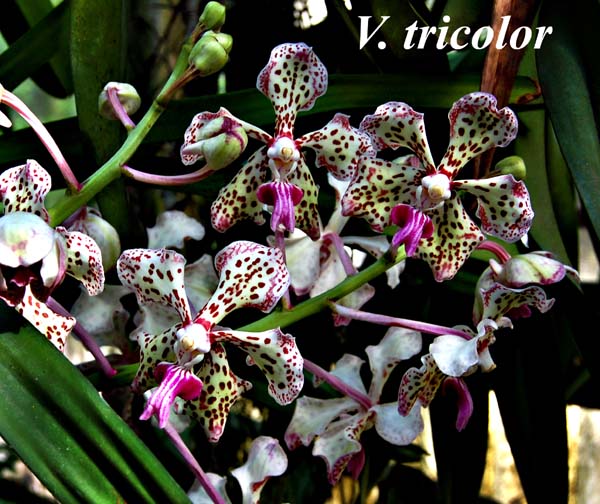 V. tricolor_9807