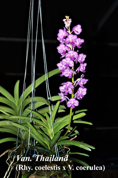Van. Thailand (Rhy. coelestis x V. coerulea)_4200