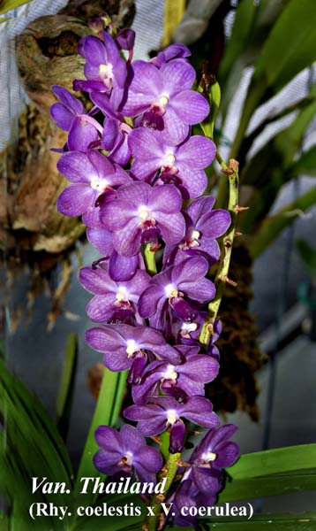 Van. Thailand (Rhy. coelestis x V. coerulea)_5212