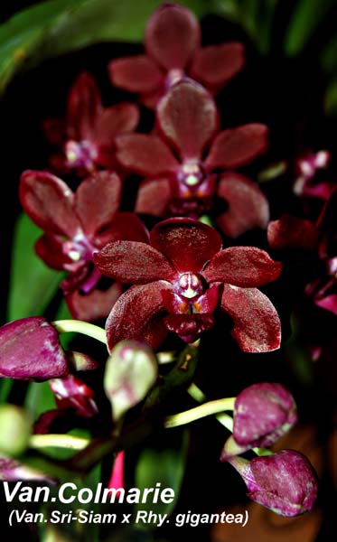 Vandachostylis Colmarie  (Van. Sri-Siam x Rhy. gigantea)_0929