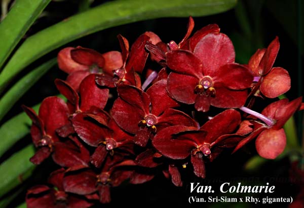Vandachostylis Colmarie _8562