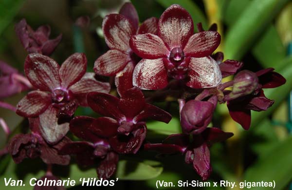 Vandachostylis Colmarie_2737