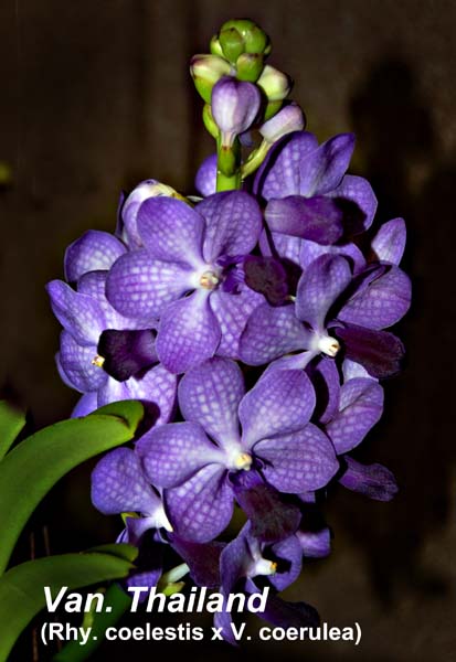 Vandachostylis Thailand _4435