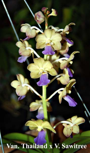 Vandachostylis Thailand x V. Sawitree_5554
