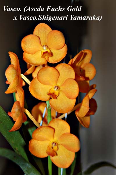 Vasco. (Ascda. Fuchs Gold  x Vasco. Shigenari Yamaraka)_3645