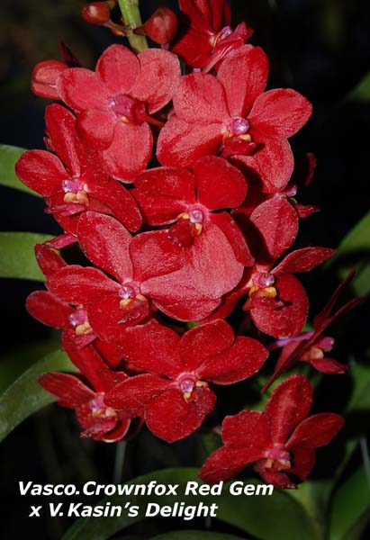 Vasco. Crownfox Red Gem x V. Kasmins Delight_8728
