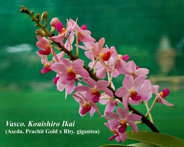 Vasco. Kouishiro Ikai (Ascda. Prachit Gold x Rhy. gigantea)_0583